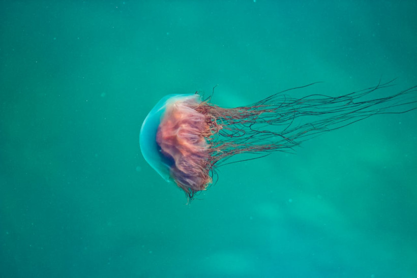 Qualle mit langen Tentakeln im Meer